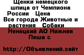 Щенки немецкого шпица от Чемпиона России › Цена ­ 50 000 - Все города Животные и растения » Собаки   . Ненецкий АО,Нижняя Пеша с.